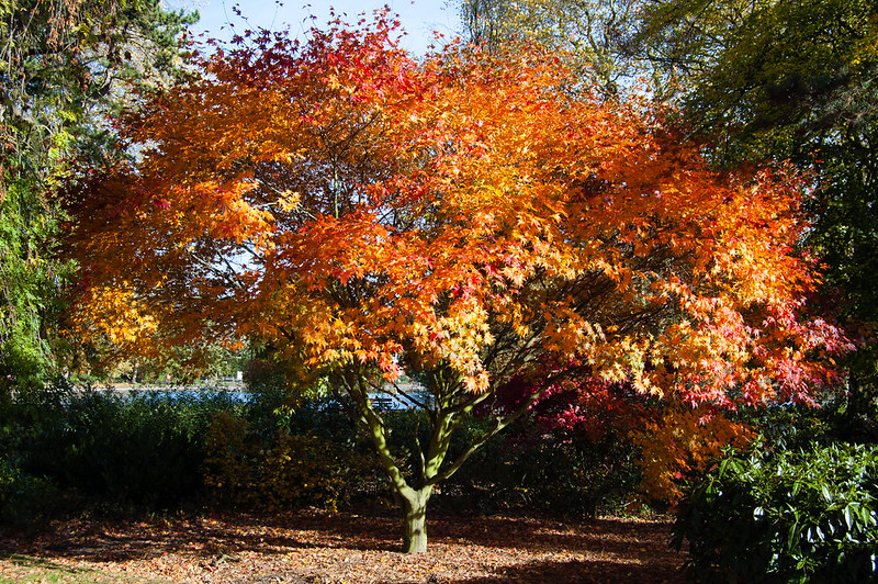 Japanese acer
