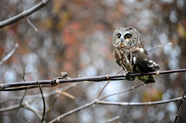 Whet Owl - Aegolius acadicus