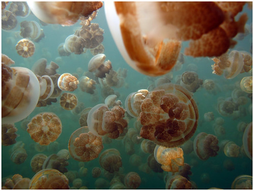 Jellyfish Lake by DrTeNFeet