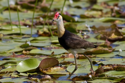 Comb-crested Jacana | by petefeats