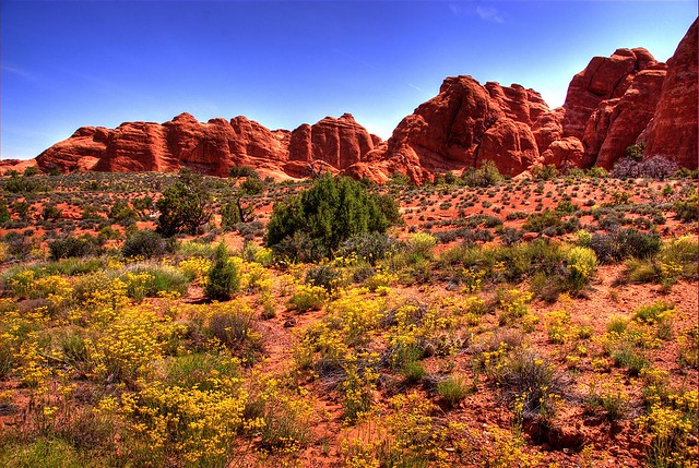 Wildflowers, Arches National Park