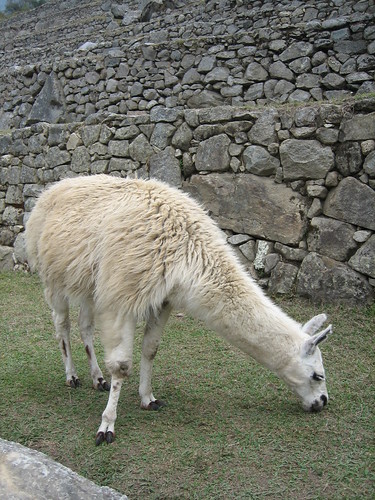 Lama à Macchu Picchu | So_P | Flickr