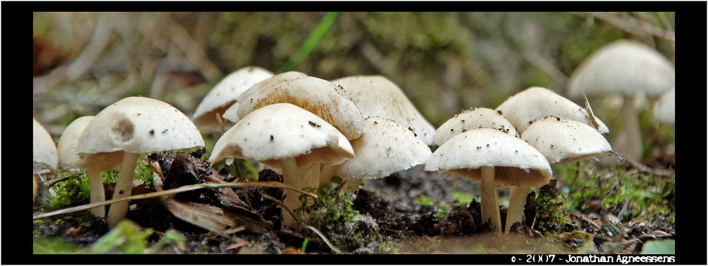 Mushroom Growing In My Garden Jayz3 Flickr