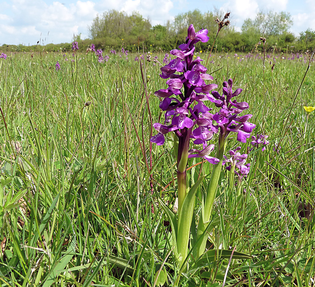 Green-winged Orchid - Anacamptis morio | There are 40,000 gr… | Flickr
