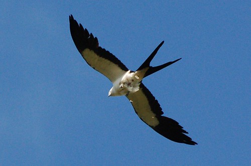 Swallow-tailed Kite | by dobak