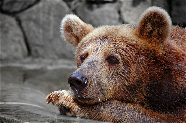 sad sad bear | very depressing, zoos can be :( | Tam | Flickr