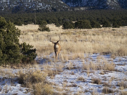 deer bum | by Smoooochie