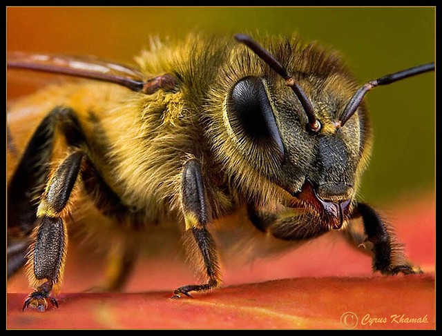 Mega Bee