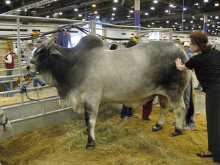 20070303 Houston Livestock Show 005
