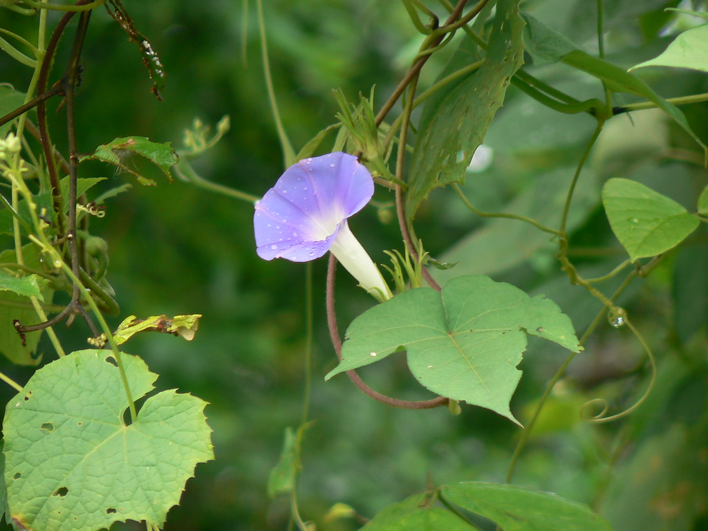 File Obscure Morning Glory 2407670374 Jpg Wikimedia Commons