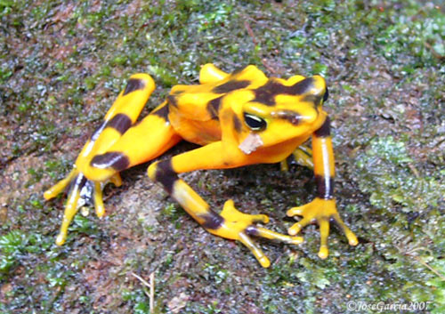 Golden Frog (Atelopus Zeteki) | Photo taken in El Cope Natio… | Flickr
