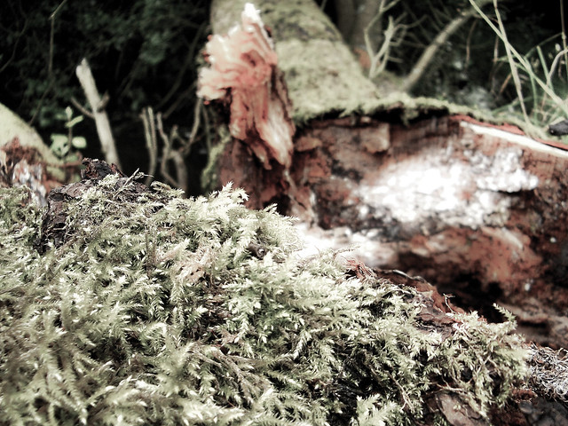 Moss on Fallen Tree