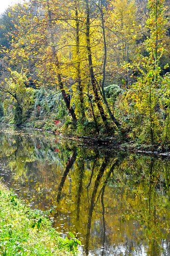 autumn brown sunlight reflection green leaves yellow landscape gold flora colorful pennsylvania scenic 2010 delawarecanal naturesfinest coth supershot toryporter