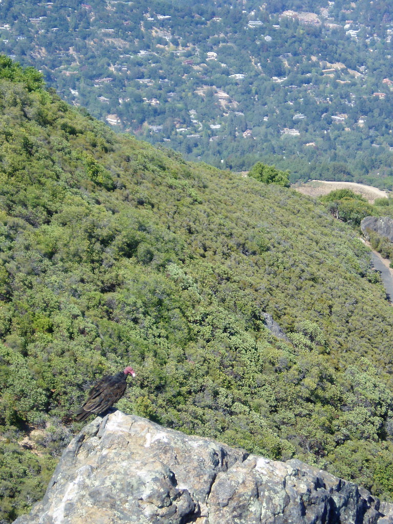 Mt. Tam Buzzard