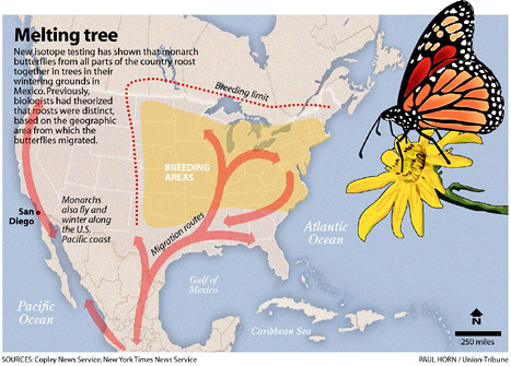 monarch butterfly travel route