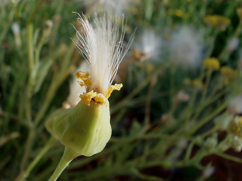 Fluff | by blufish66