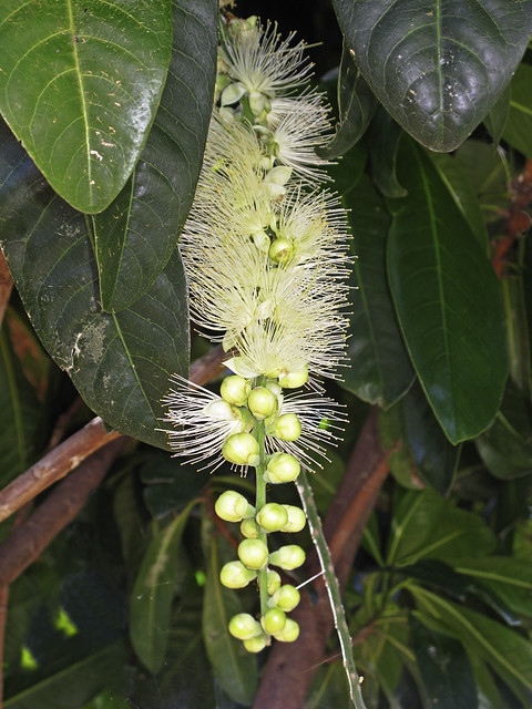 Barringtonia calyptrata flowers