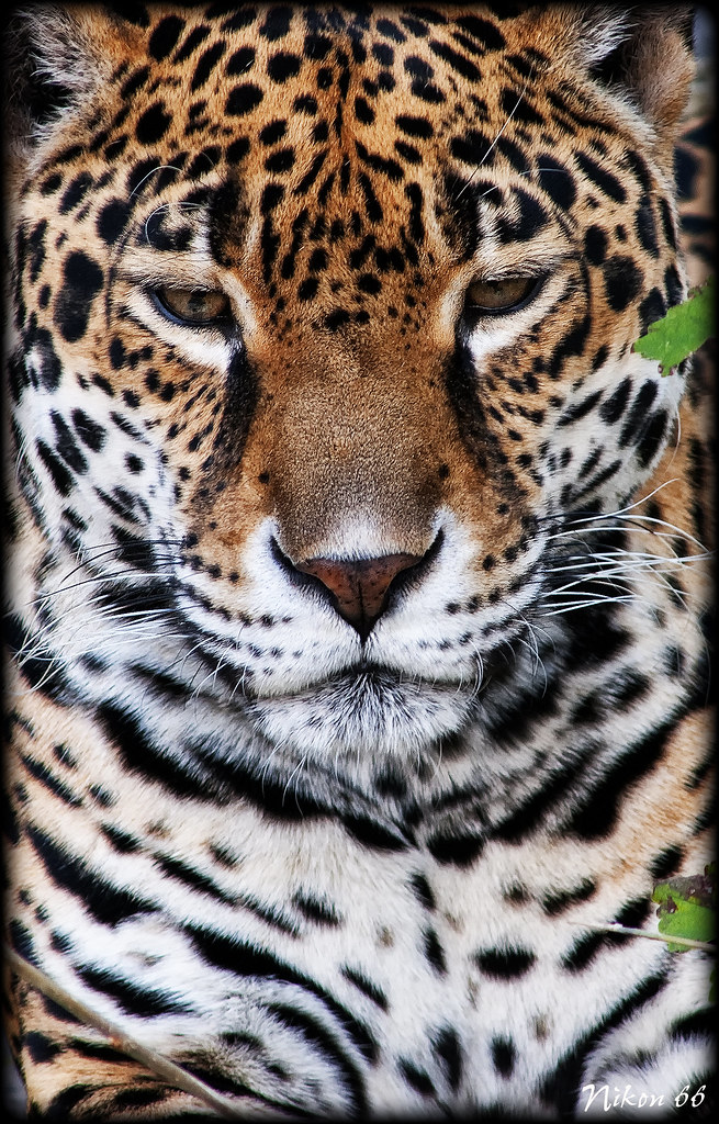 Leopard by Nikon66
