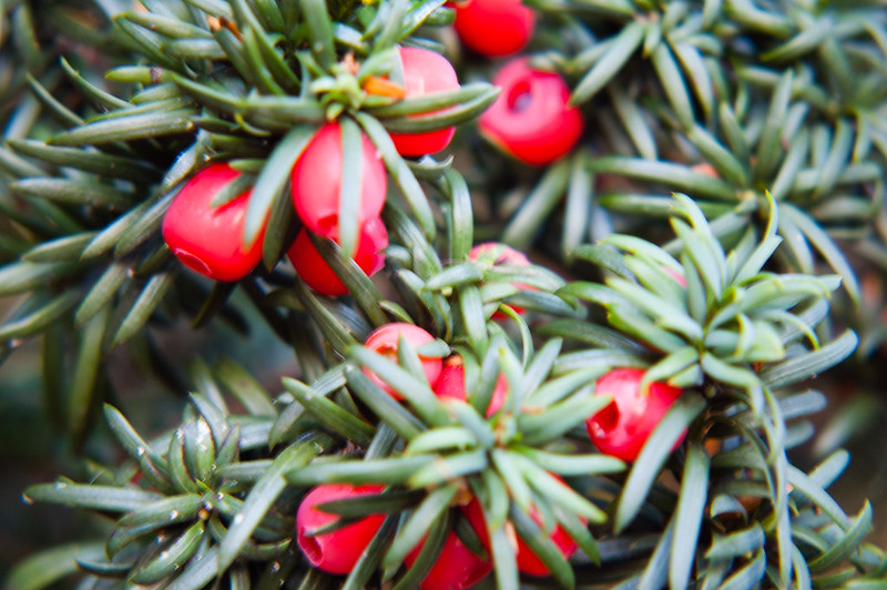Yew berries