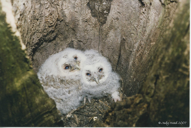 Baby Tawny Owls