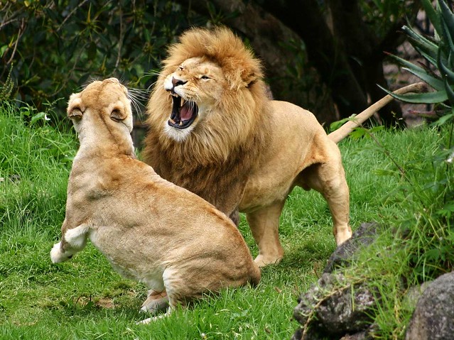 2007 01 20 (036ces) Lions @ Auckland Zoo-300d-10