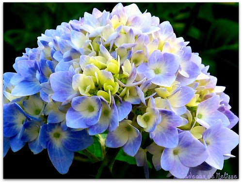 first hydrangea | by The Gifted Photographer