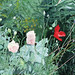 Mom's Poppies / Äidin unikot, 1998