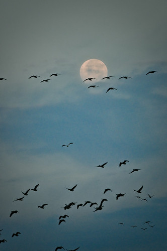 canada birds sunrise geese ducks saskatoon saskatchewan viewmaster3d bruceajohnson