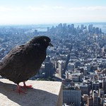 NY Pigeon - Surveying All That He Owns