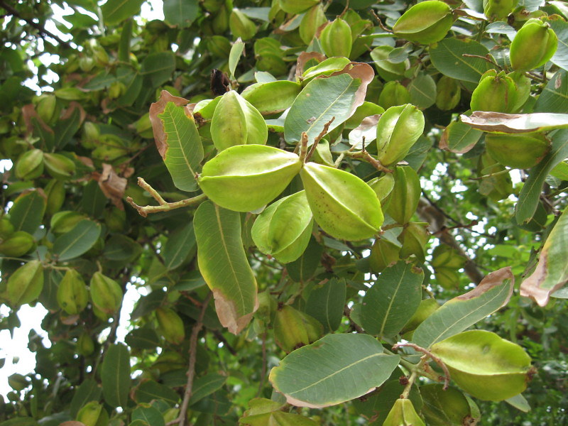 Verwendung von Arjun-Baumfrüchten in Hindi
