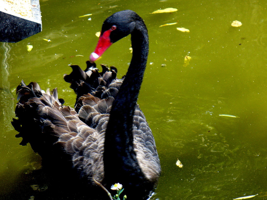 Swan Ruffed Black Swan Feathers Growing : Swan Symbolism & The Black Swan – NFHQWP