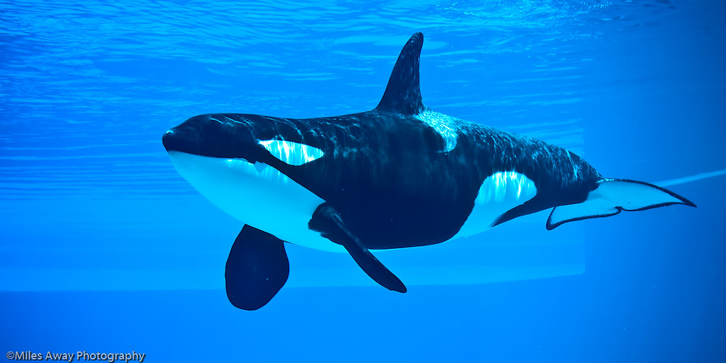 Marineland - Ike the Killer Whale-9 | This is Ikaika, common… | Flickr