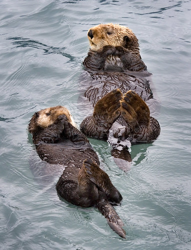 Sea Otters | Two sea otters in the water near Kenai Fjords N… | Flickr