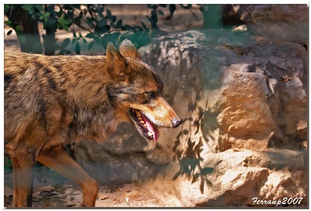 Un día en el zoo 07 - Lobo - Llop - wolf
