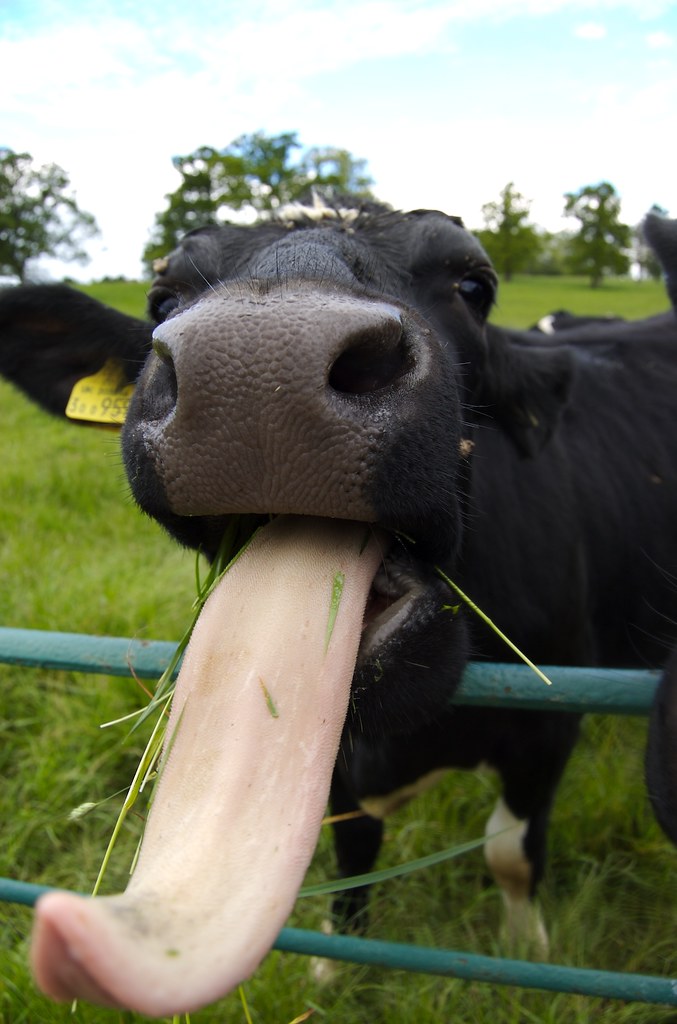 beautiful, grass, animal, tongue, cow, farm, chew, slurp, livestock, goodlo...