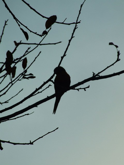 Rainbow Lorikeet in a tree - silhouette against blue sky in the late afternoon