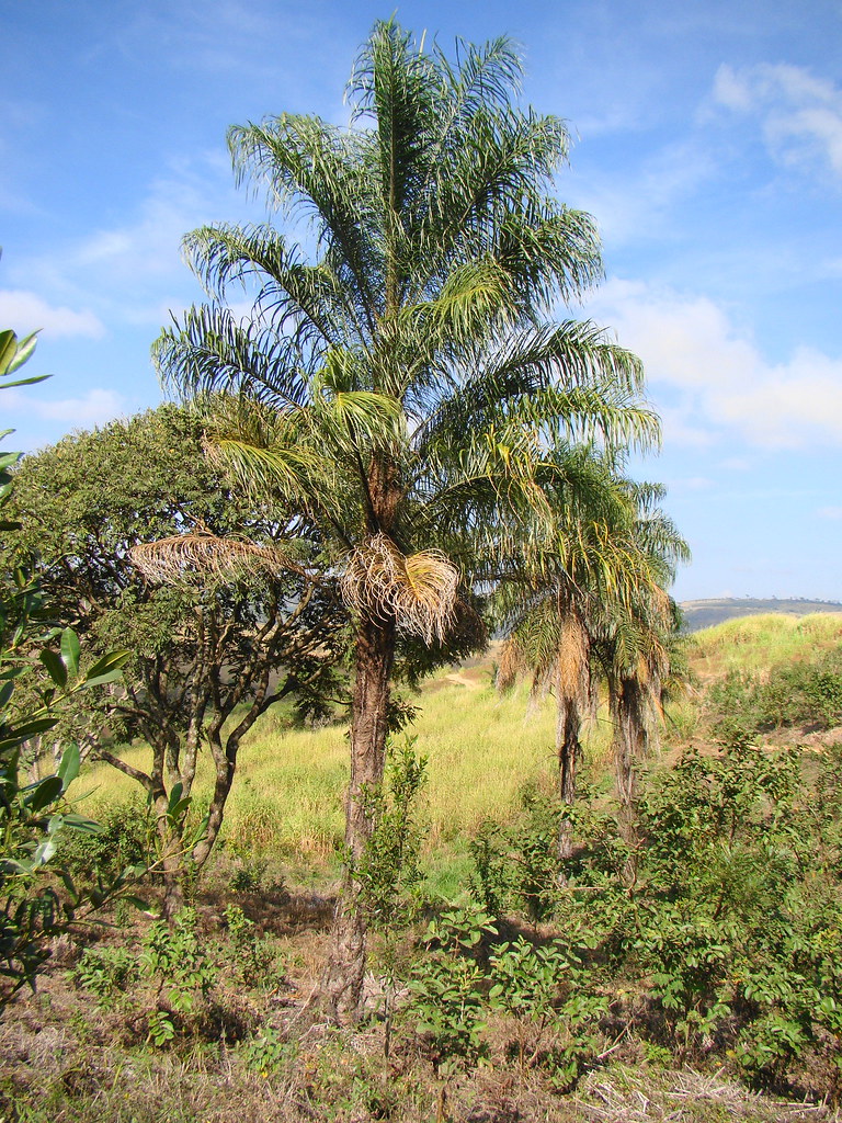 the seeds of this palm contains an very rich edible oil, similar to olive´s. Very good soil only. A promise