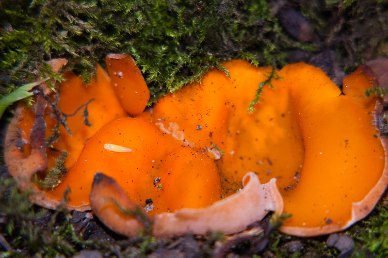 Orange peel fungus