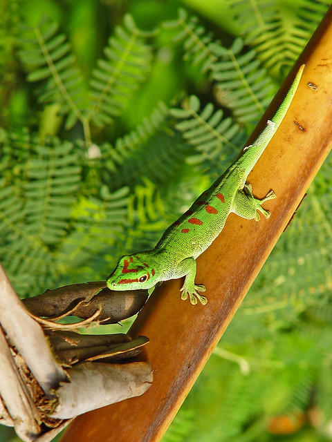 Green and red gecko 4