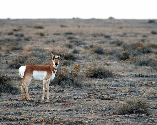 Pawnee Pronghorn by Fort Photo