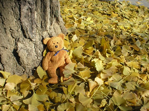 Fall | by sunshinesyrie
