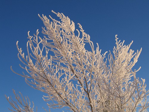 tree mrjackfrost sunrise utah frost newyears parkcity