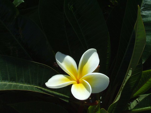 frangipani flower plant