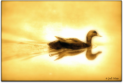 Sepia duck | by jodi_tripp