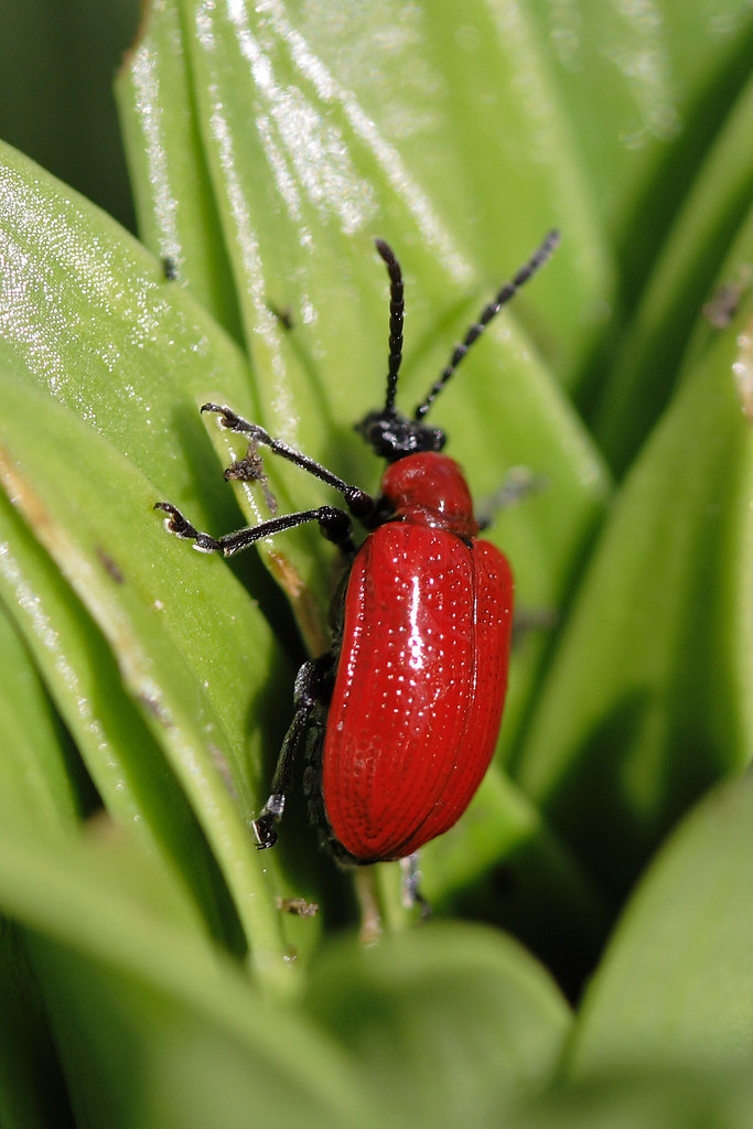 Red Lily Beetle by macropoulos