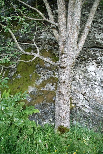 Camouflaged tree