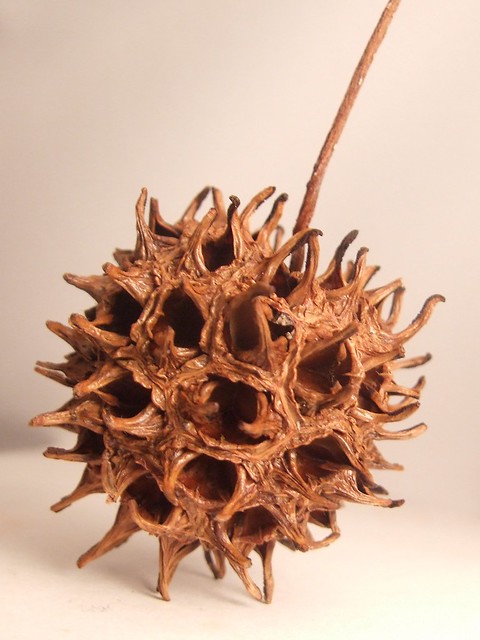 spiky tree seedpod macro