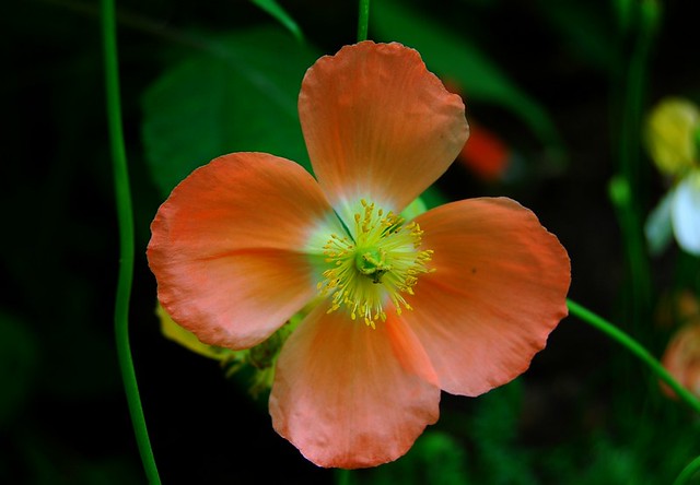 Poppy with four petals (Flower)
