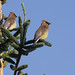 Flickr photo 'waxwings on monhegan' by: TurasPhoto.