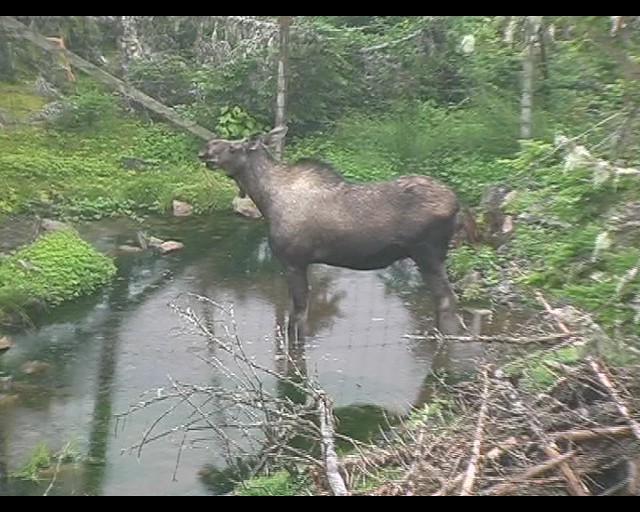 Alces alces americana (Eastern Moose) - captive